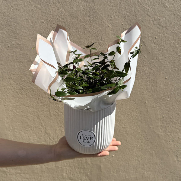 Tahitian Bridal Veil | Potted & Polished