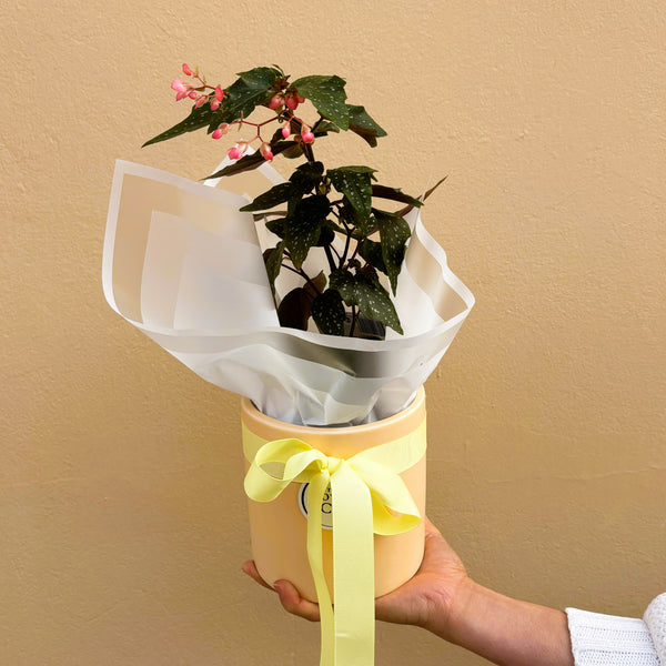 Begonia | Potted & Polished