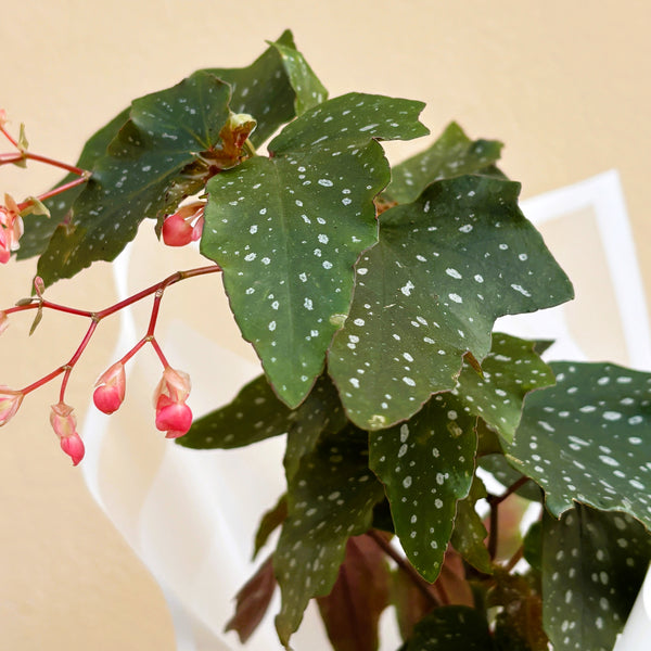 Begonia | Potted & Polished