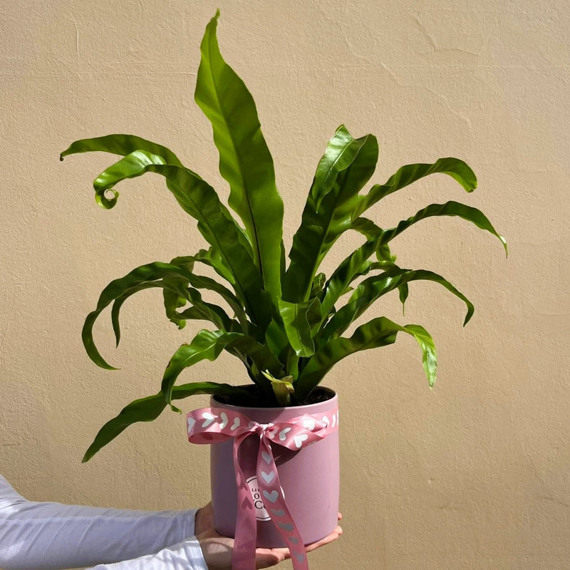 Birds Nest Fern | Potted & Polished