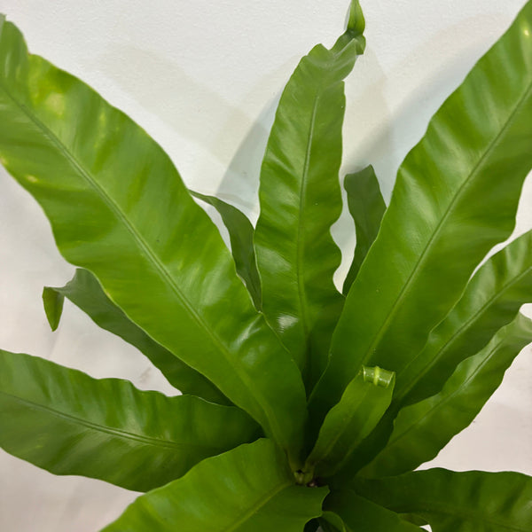 Birds Nest Fern | Potted & Polished