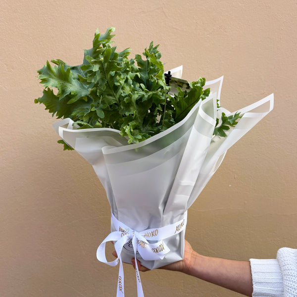 Blue Star Fern | Wrapped & Wild