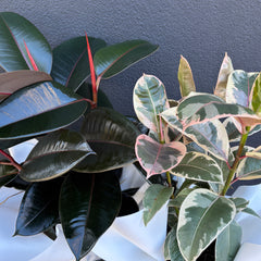 Rubber Tree | Wrapped & Wild