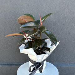 Rubber Tree | Wrapped & Wild