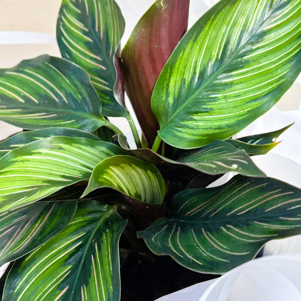 Peacock Plant | Potted & Polished