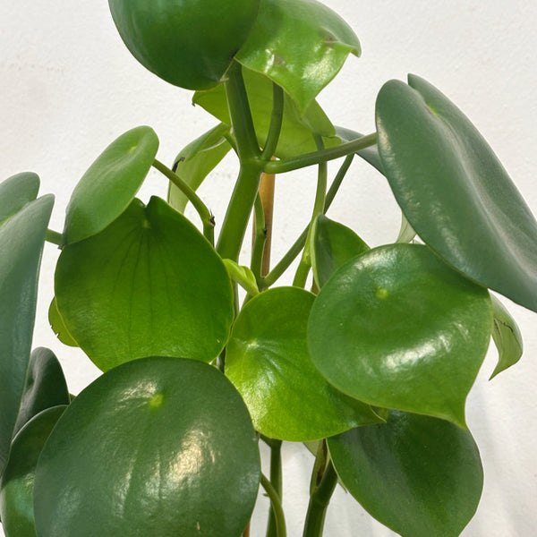 Coin Leaf | Potted & Polished
