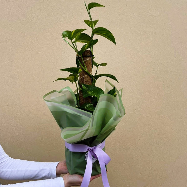 Devil's Ivy | Wrapped & Wild