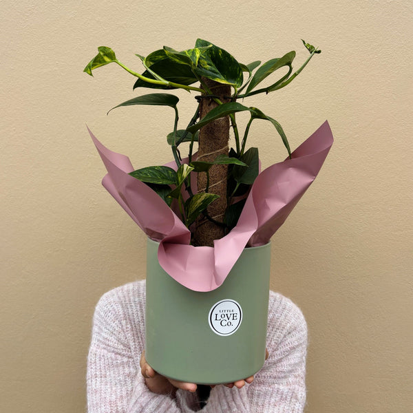 Devils Ivy | Potted & Polished