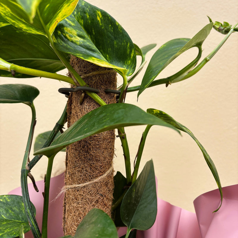 Devils Ivy | Potted & Polished