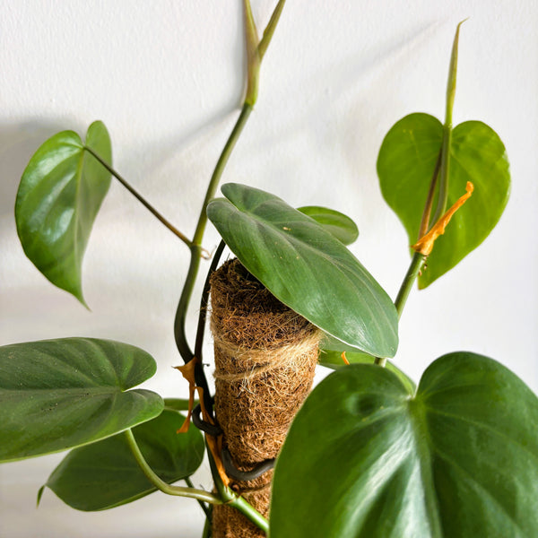 Devil's Ivy | Wrapped & Wild