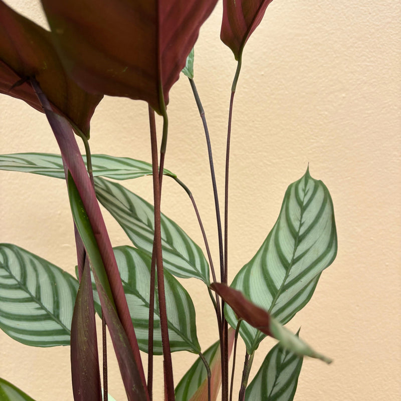 Calathea Exotica | Potted & Polished