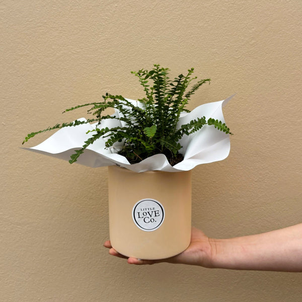Lemon Button Fern | Potted & Polished