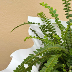 Lemon Button Fern | Potted & Polished