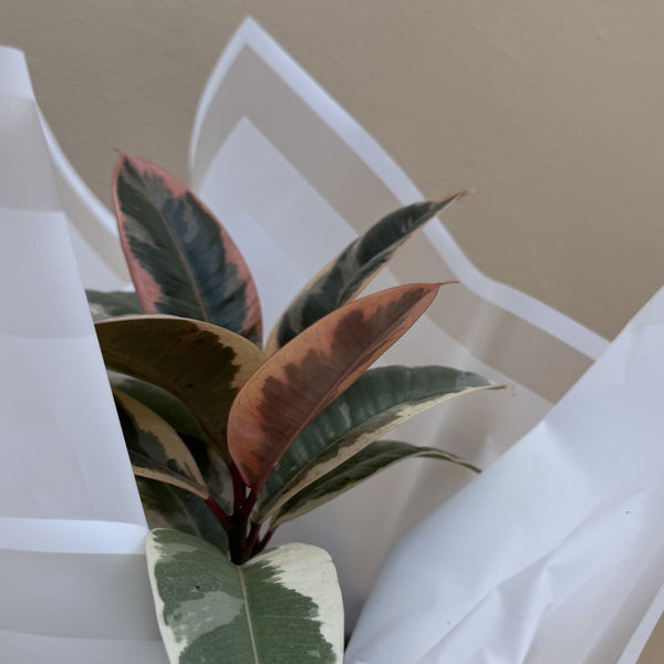 Mini Rubber Tree | Potted & Polished
