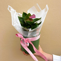 Anthurium | Potted & Polished