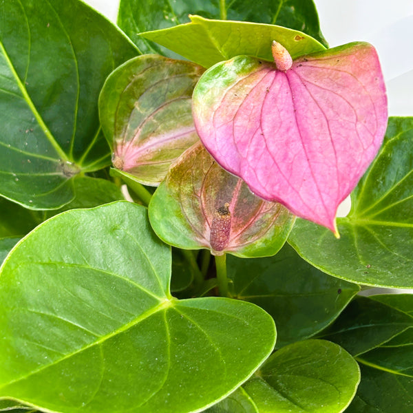 Anthurium | Potted & Polished