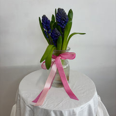 Mother's Day Hyacinth