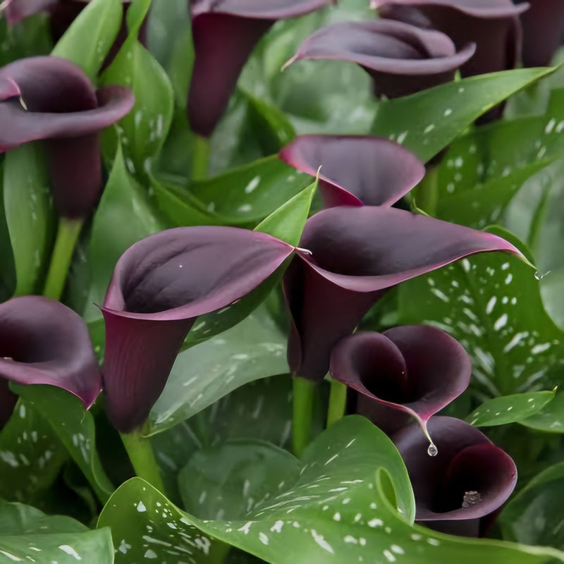 Zantedeschia | Black Calla Lily | House plant