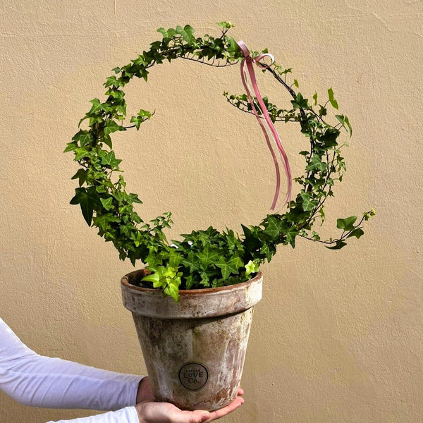 Ivy Ring | Opulent Plant