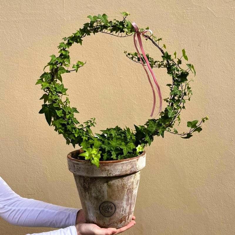 Ivy Ring | Opulent Plant