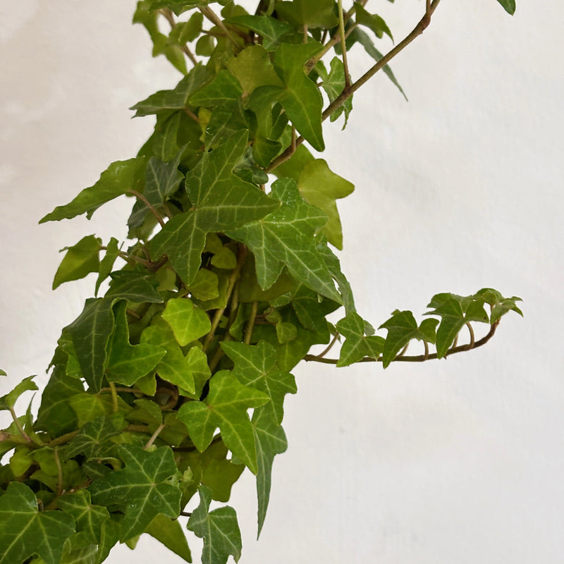 Ivy Ring | Opulent Plant
