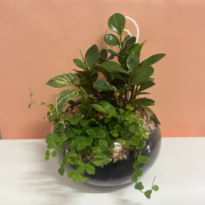 Lush Terrarium