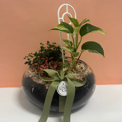 Lush Terrarium