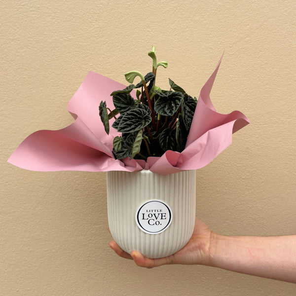 Lilian | Potted & Polished