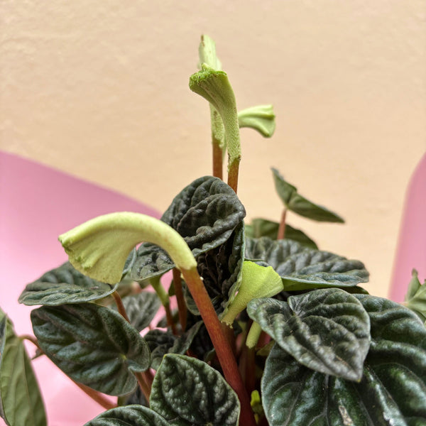 Lilian | Potted & Polished