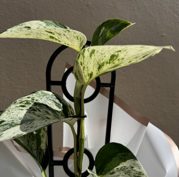 Marble Queen | Potted & Polished