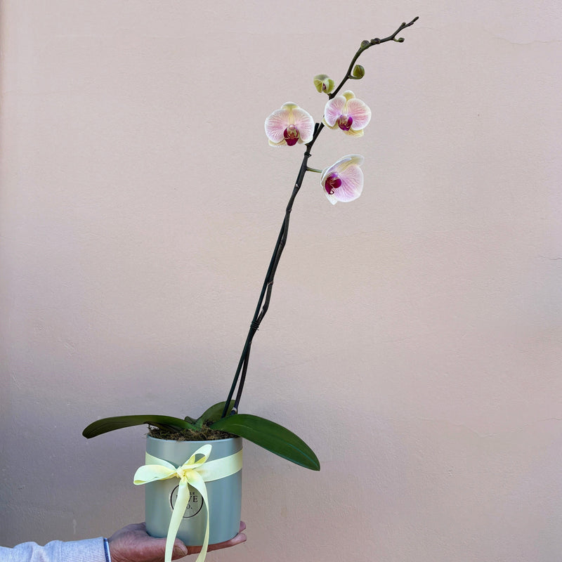 Orchid | Opulent Plant