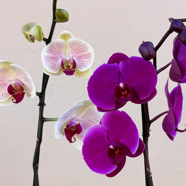 Orchid | Opulent Plant