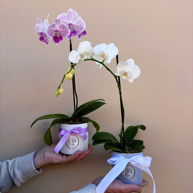 Orchid | Opulent Plant