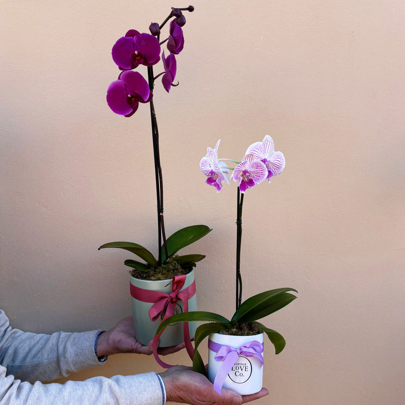Orchid | Opulent Plant