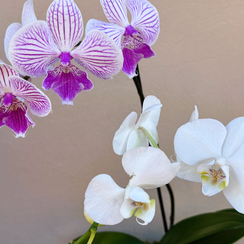 Orchid | Opulent Plant