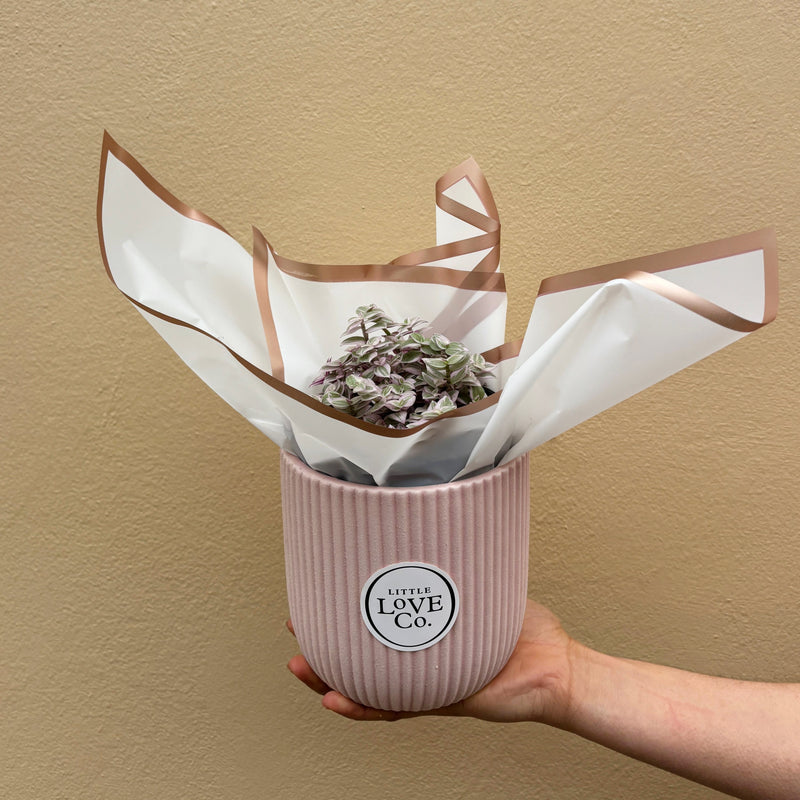 Pink Panther | Potted & Polished