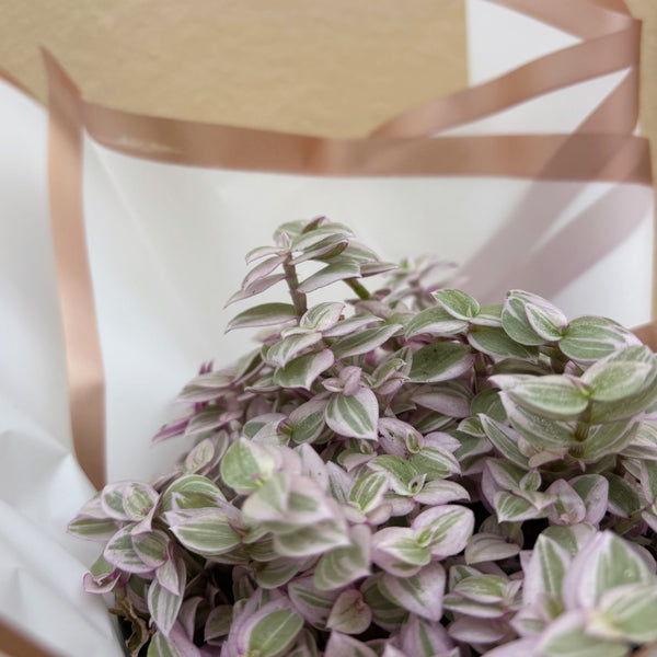 Pink Panther | Potted & Polished