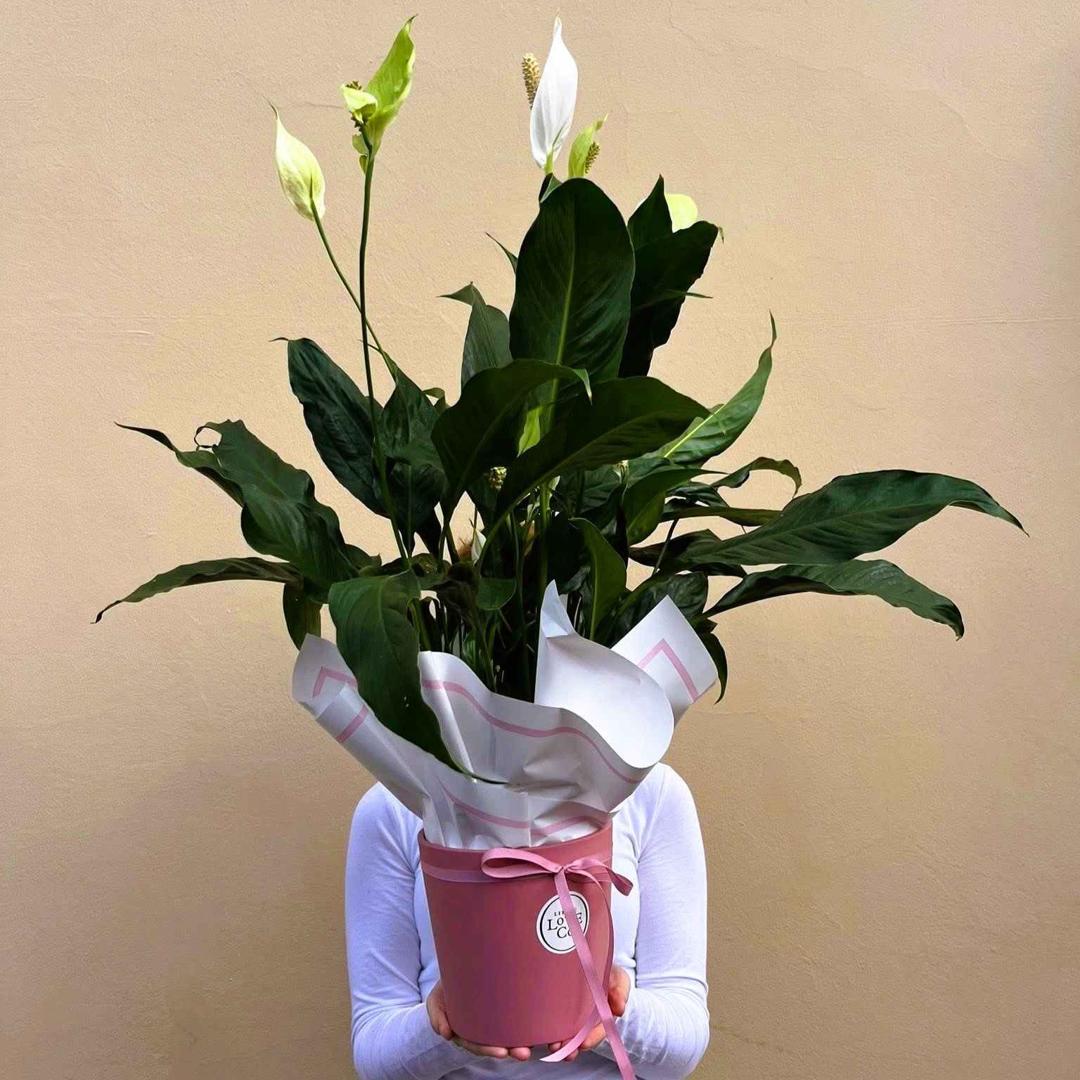 Potted plant wrapped in white paper with a pink ribbon held by a person against a beige background