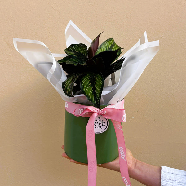 Peacock Plant | Potted & Polished
