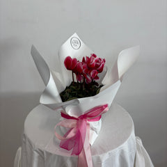 Mother's Day Cyclamen | Plant