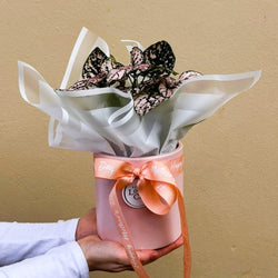 Polka Dot Plant | Potted & Polished