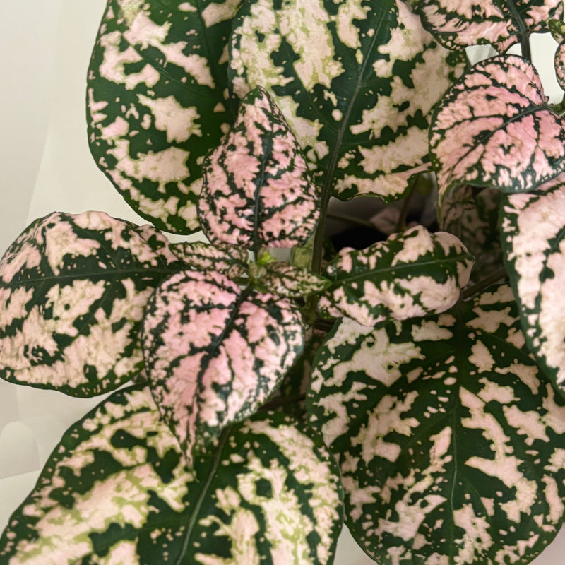 Polka Dot Plant | Potted & Polished