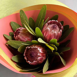 Protea Blaze