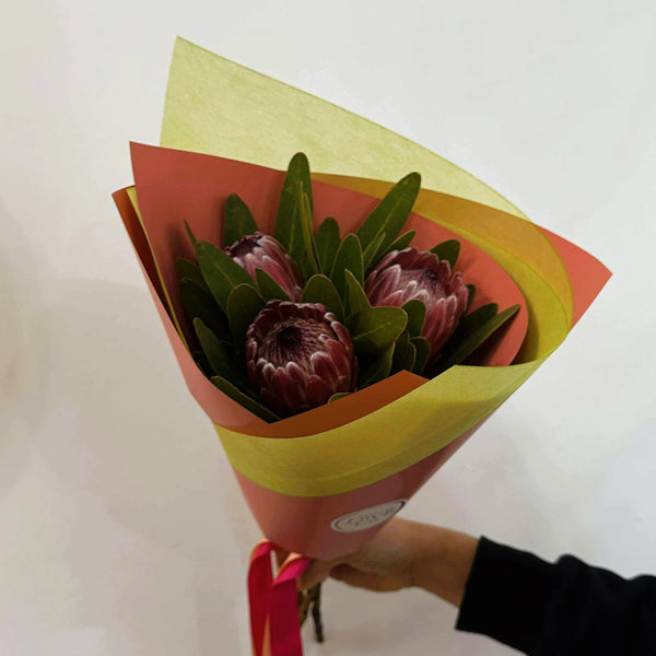 Protea Blaze
