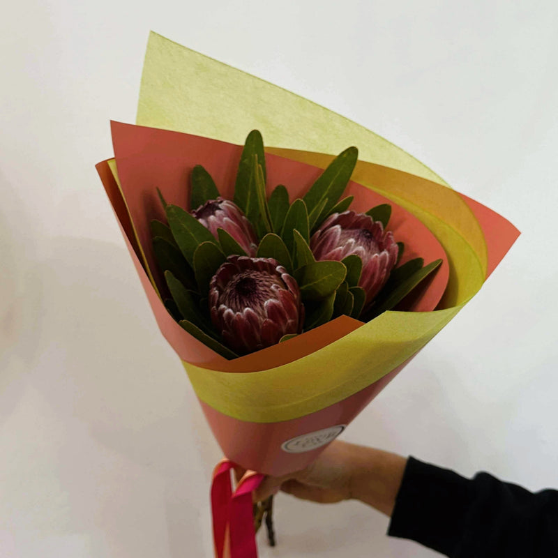 Protea Blaze