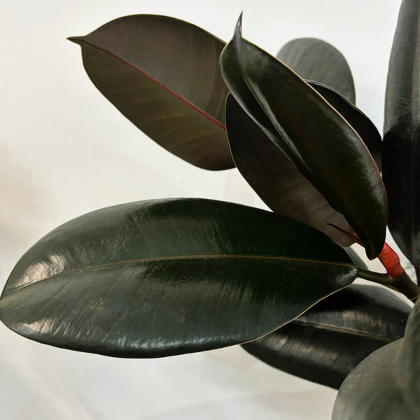 Rubber Tree | Wrapped & Wild