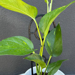 Devils Ivy | Potted & Polished