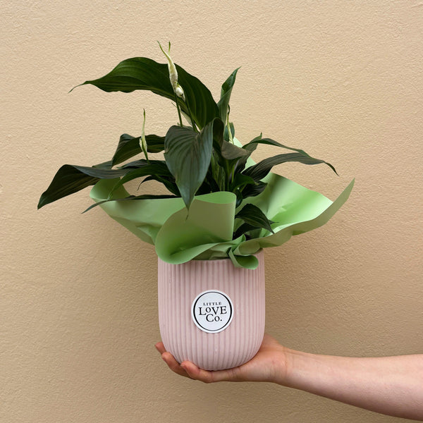 Peace Lily | Potted & Polished