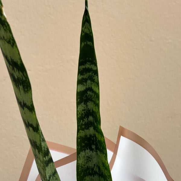 Snake Plant | Wrapped & Wild