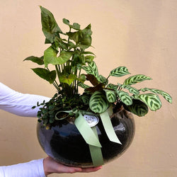 Lush Terrarium | Opulent Plant